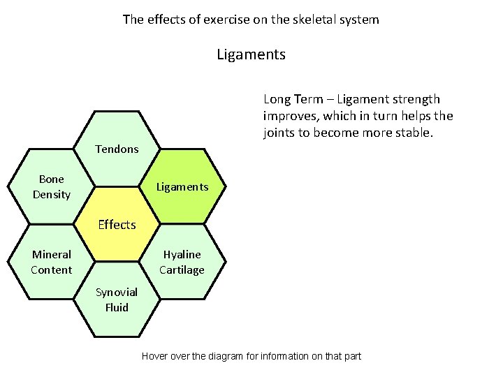The effects of exercise on the skeletal system Ligaments Long Term – Ligament strength