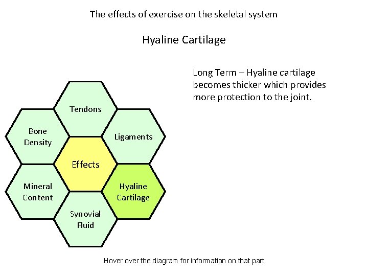 The effects of exercise on the skeletal system Hyaline Cartilage Long Term – Hyaline