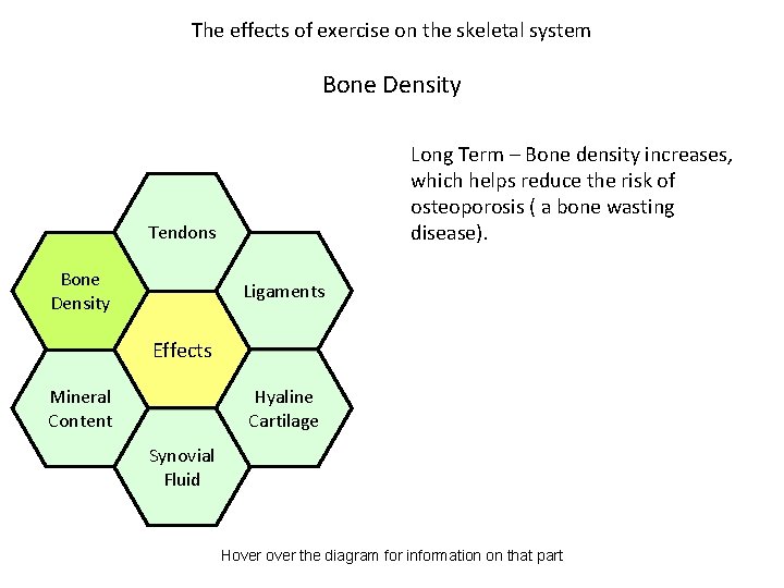 The effects of exercise on the skeletal system Bone Density Long Term – Bone