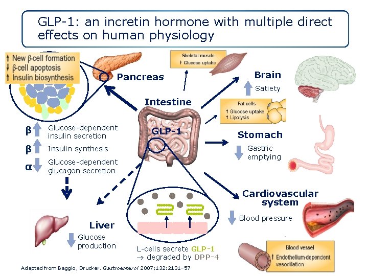 GLP-1: an incretin hormone with multiple direct effects on human physiology α β Pancreas