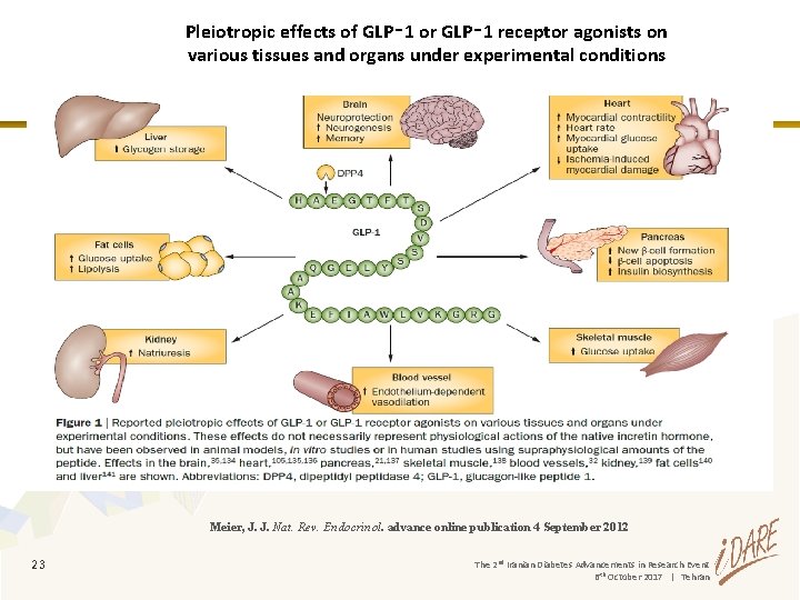 Pleiotropic effects of GLP‑ 1 or GLP‑ 1 receptor agonists on various tissues and