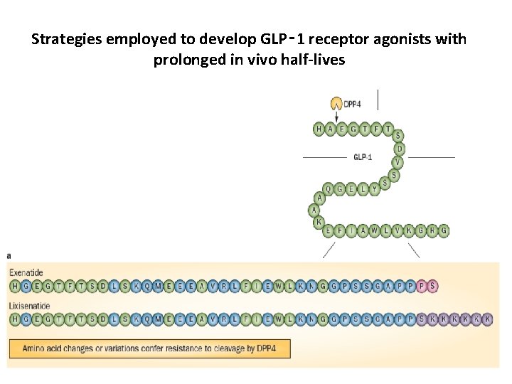 Strategies employed to develop GLP‑ 1 receptor agonists with prolonged in vivo half-lives 