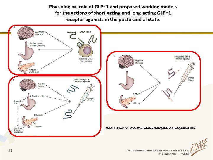 Physiological role of GLP‑ 1 and proposed working models for the actions of short-acting