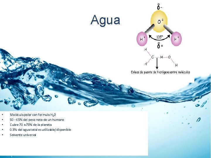 Agua • • • Molécula polar con formula H 2 O 50 - 65%