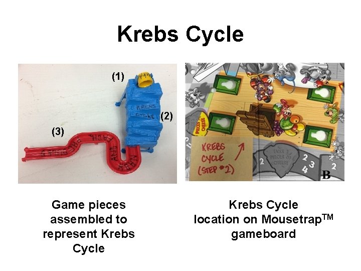 Krebs Cycle (1) (2) (3) Game pieces assembled to represent Krebs Cycle location on