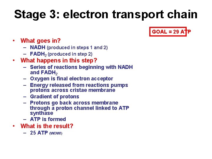 Stage 3: electron transport chain GOAL = 29 ATP • What goes in? –