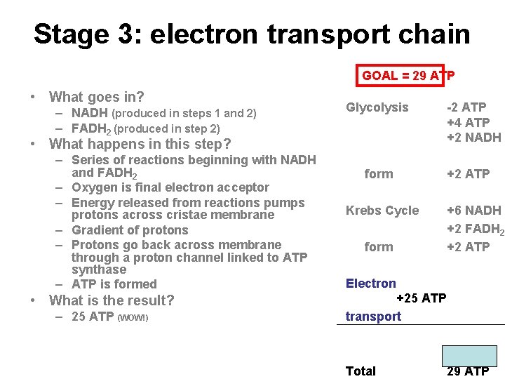 Stage 3: electron transport chain GOAL = 29 ATP • What goes in? –