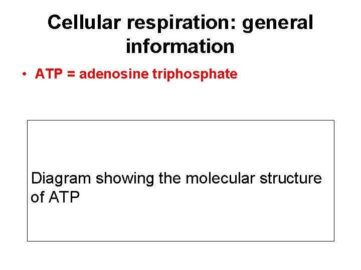 Cellular respiration: general information • ATP = adenosine triphosphate Diagram showing the molecular structure
