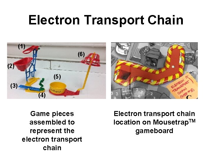 Electron Transport Chain (1) (6) (2) (5) (3) (4) Game pieces assembled to represent