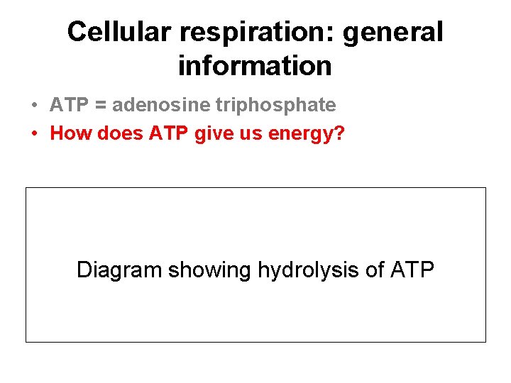 Cellular respiration: general information • ATP = adenosine triphosphate • How does ATP give
