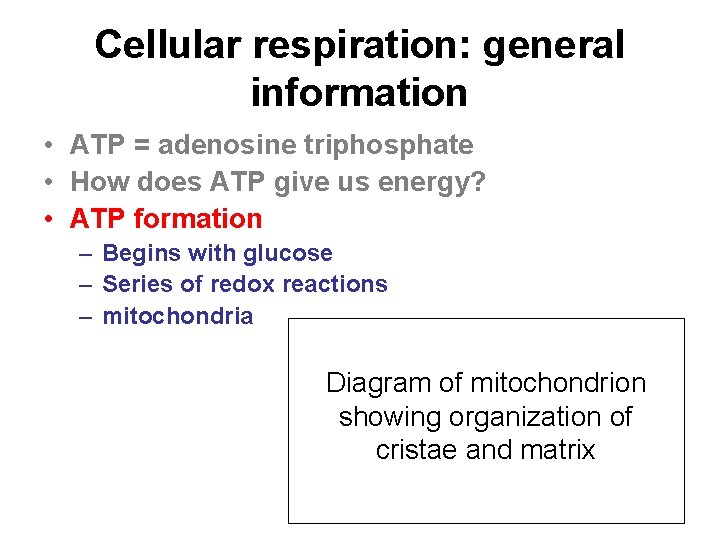 Cellular respiration: general information • ATP = adenosine triphosphate • How does ATP give