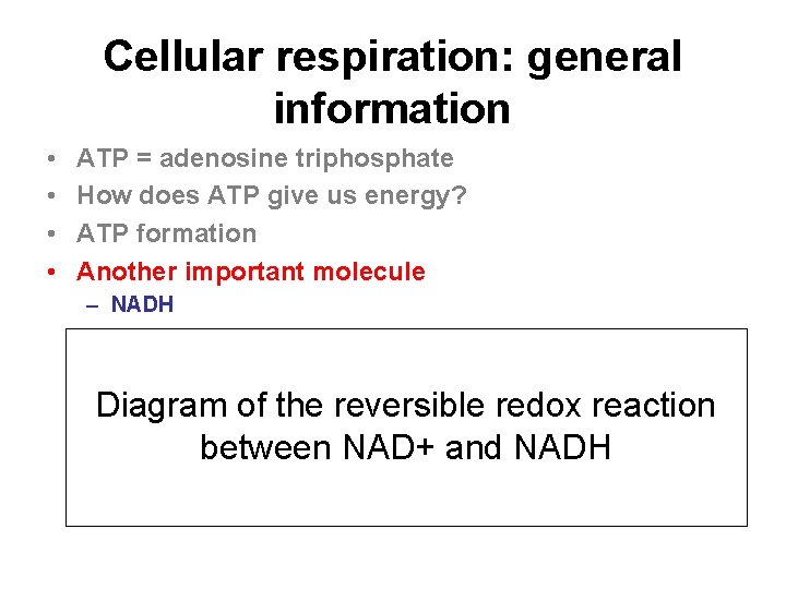 Cellular respiration: general information • • ATP = adenosine triphosphate How does ATP give