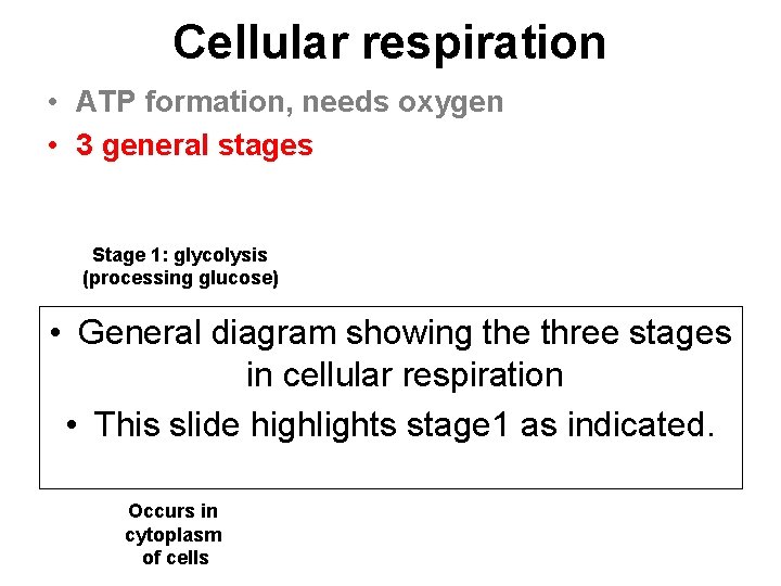 Cellular respiration • ATP formation, needs oxygen • 3 general stages Stage 1: glycolysis