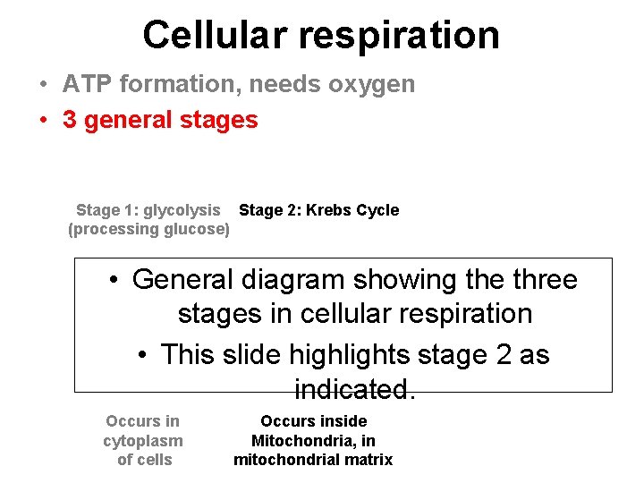 Cellular respiration • ATP formation, needs oxygen • 3 general stages Stage 1: glycolysis
