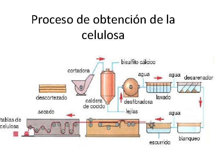 Proceso de obtención de la celulosa Proceso de obtención de la celulosa