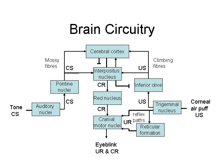 Brain Circuitry Cerebral cortex Mossy fibres CS Pontine nuclei Tone CS Auditory nuclei CS