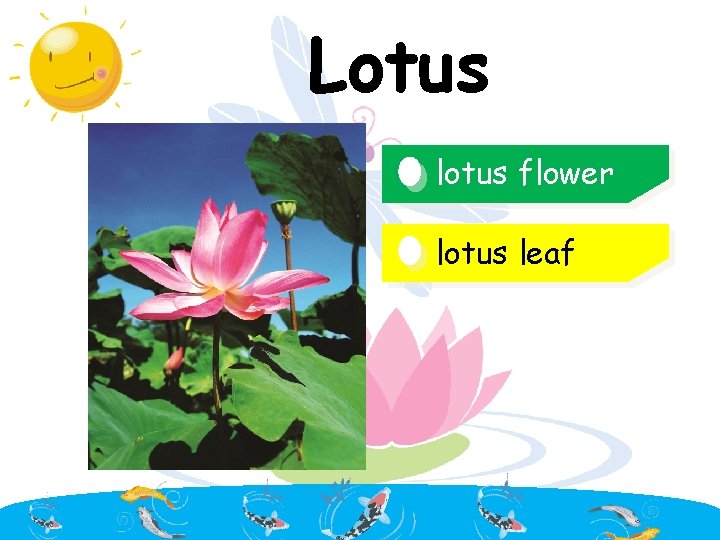Lotus lotus flower lotus leaf 