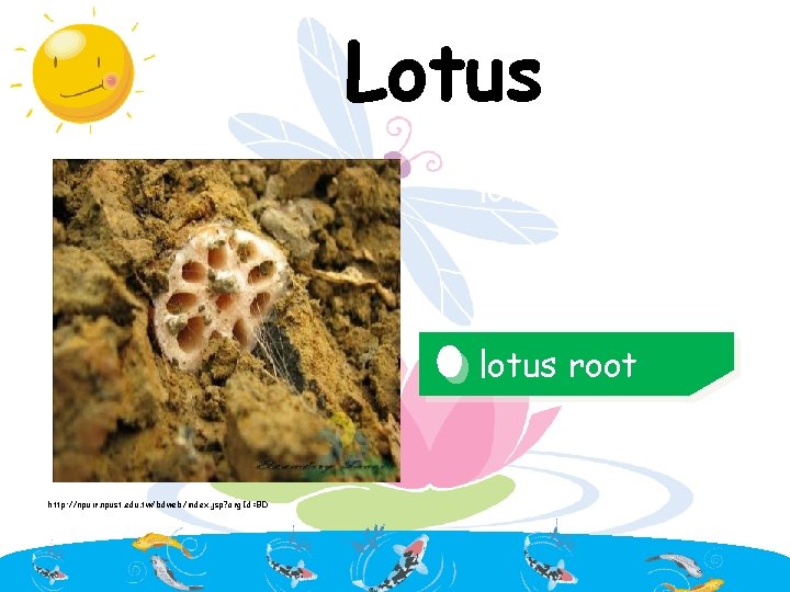 Lotus lotus flower lotus root http: //npuir. npust. edu. tw/bdweb/index. jsp? org. Id=BD 