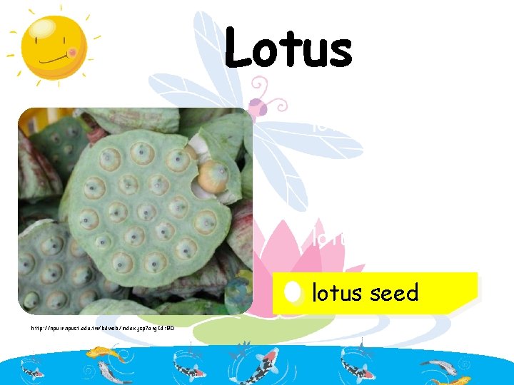 Lotus lotus flower lotus root lotus seed http: //npuir. npust. edu. tw/bdweb/index. jsp? org.