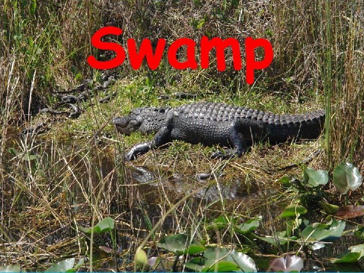 Swamp 