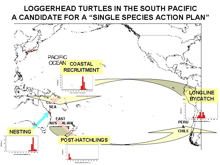 LOGGERHEAD TURTLES IN THE SOUTH PACIFIC A CANDIDATE FOR A “SINGLE SPECIES ACTION PLAN”