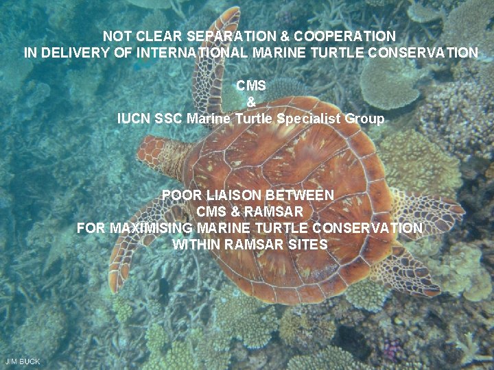 NOT CLEAR SEPARATION & COOPERATION IN DELIVERY OF INTERNATIONAL MARINE TURTLE CONSERVATION CMS &