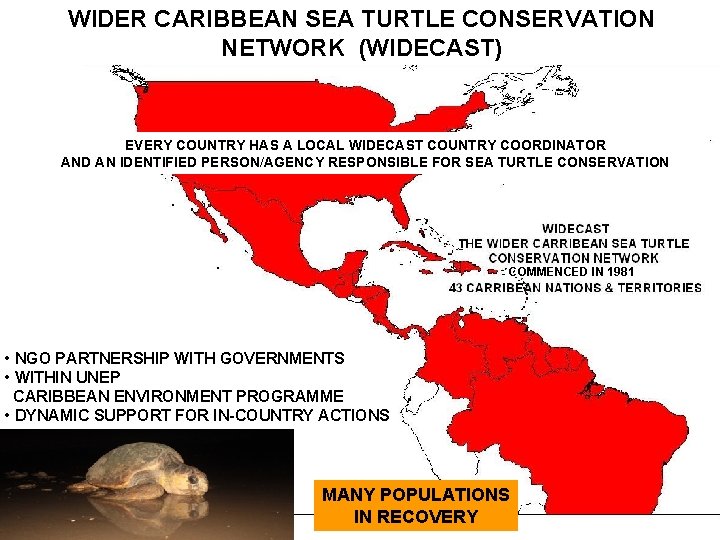 WIDER CARIBBEAN SEA TURTLE CONSERVATION NETWORK (WIDECAST) EVERY COUNTRY HAS A LOCAL WIDECAST COUNTRY
