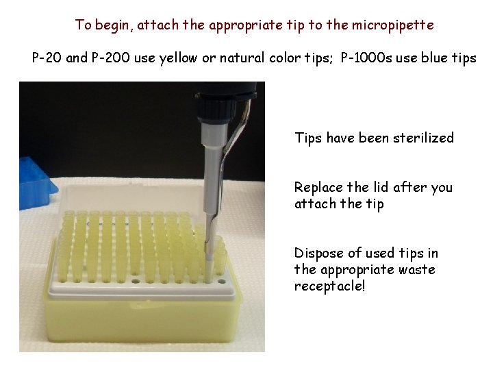 To begin, attach the appropriate tip to the micropipette P-20 and P-200 use yellow