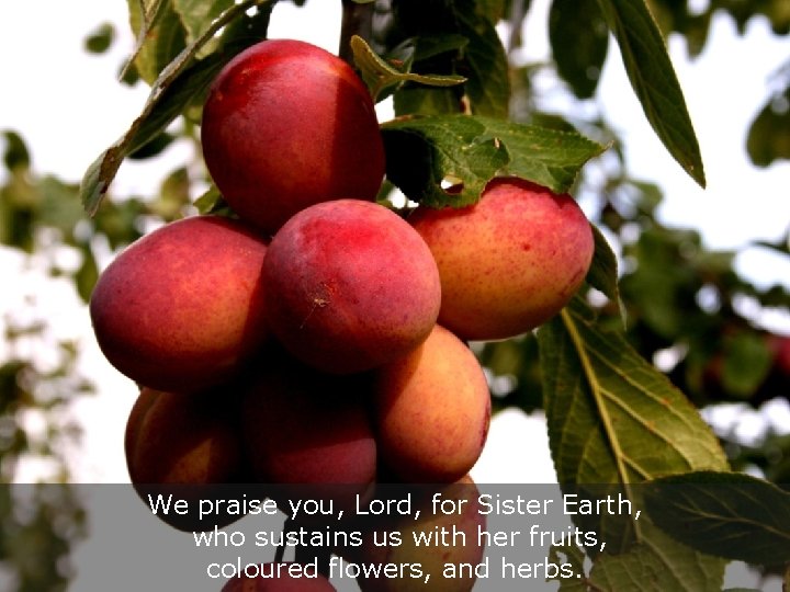 We praise you, Lord, for Sister Earth, who sustains us with her fruits, coloured