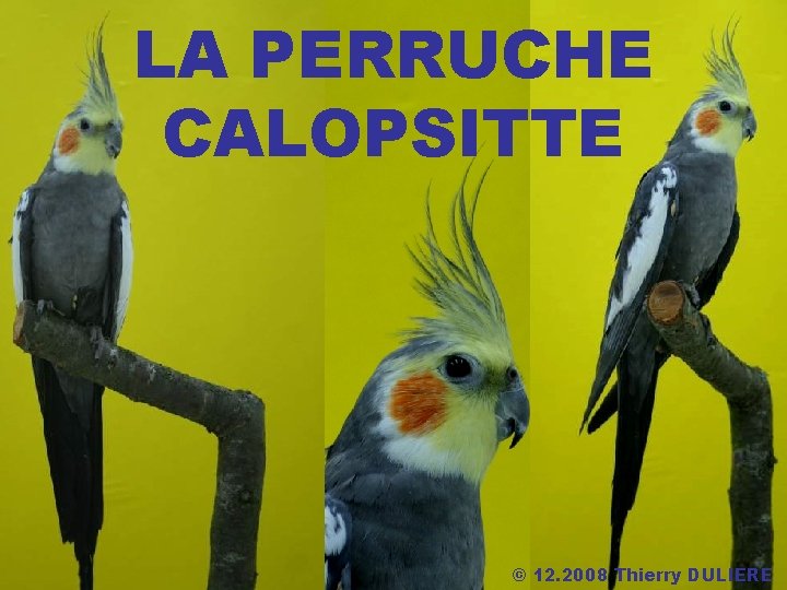 LA PERRUCHE CALOPSITTE © 12. 2008 Thierry DULIERE 