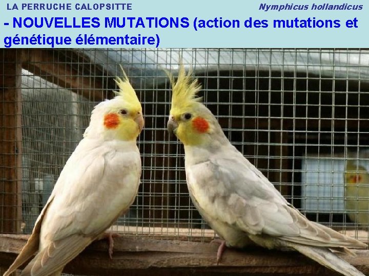 LA PERRUCHE CALOPSITTE Nymphicus hollandicus - NOUVELLES MUTATIONS (action des mutations et génétique élémentaire)