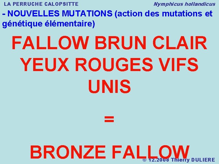 Nymphicus hollandicus LA PERRUCHE CALOPSITTE - NOUVELLES MUTATIONS (action des mutations et génétique élémentaire)