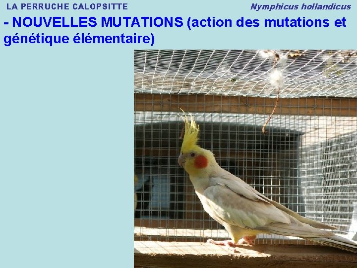 LA PERRUCHE CALOPSITTE Nymphicus hollandicus - NOUVELLES MUTATIONS (action des mutations et génétique élémentaire)