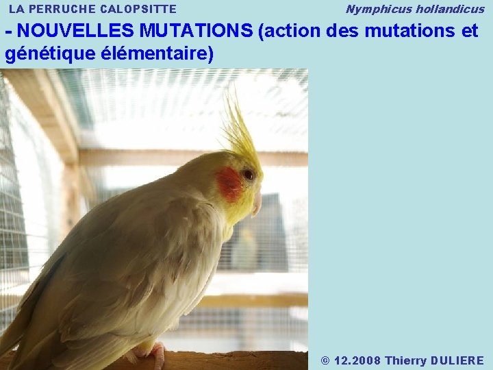 LA PERRUCHE CALOPSITTE Nymphicus hollandicus - NOUVELLES MUTATIONS (action des mutations et génétique élémentaire)