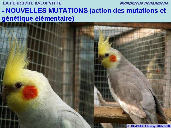 LA PERRUCHE CALOPSITTE Nymphicus hollandicus - NOUVELLES MUTATIONS (action des mutations et génétique élémentaire)