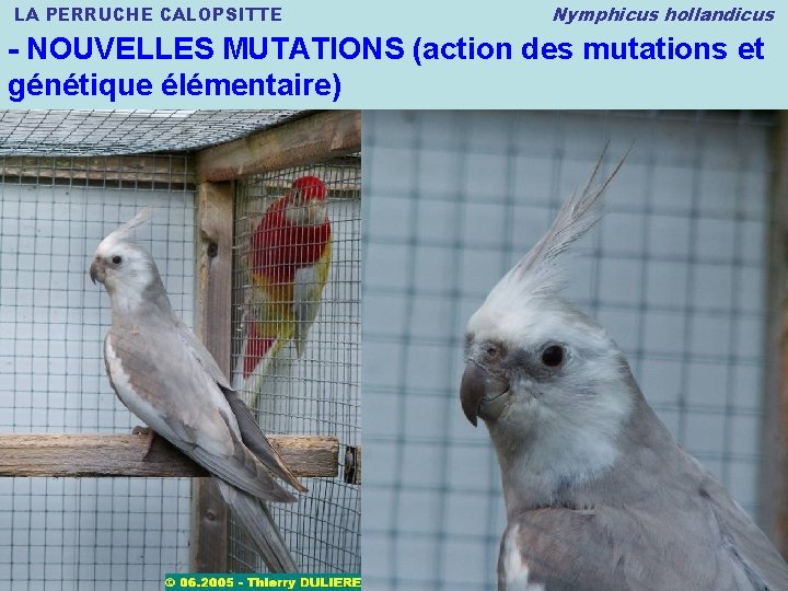 LA PERRUCHE CALOPSITTE Nymphicus hollandicus - NOUVELLES MUTATIONS (action des mutations et génétique élémentaire)