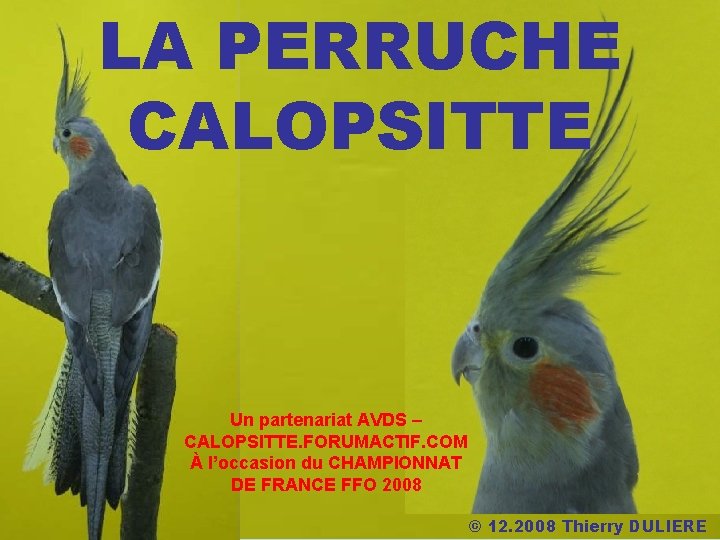 LA PERRUCHE CALOPSITTE Un partenariat AVDS – CALOPSITTE. FORUMACTIF. COM À l’occasion du CHAMPIONNAT