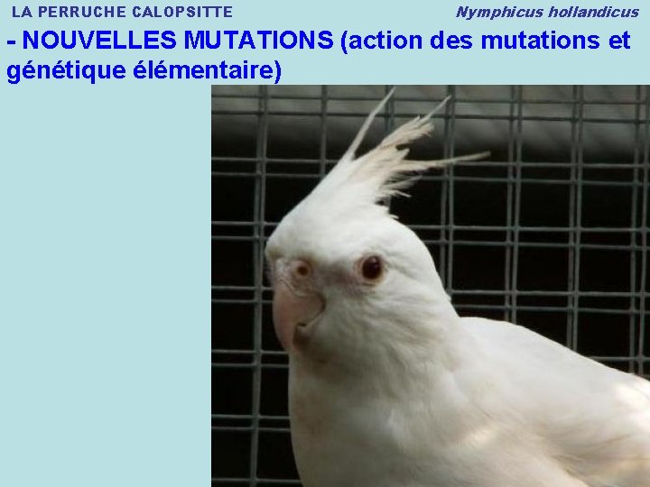 LA PERRUCHE CALOPSITTE Nymphicus hollandicus - NOUVELLES MUTATIONS (action des mutations et génétique élémentaire)