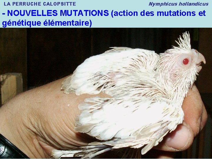 LA PERRUCHE CALOPSITTE Nymphicus hollandicus - NOUVELLES MUTATIONS (action des mutations et génétique élémentaire)