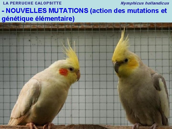 LA PERRUCHE CALOPSITTE Nymphicus hollandicus - NOUVELLES MUTATIONS (action des mutations et génétique élémentaire)
