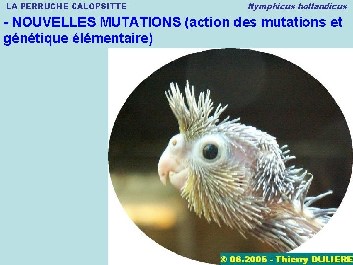 LA PERRUCHE CALOPSITTE Nymphicus hollandicus - NOUVELLES MUTATIONS (action des mutations et génétique élémentaire)