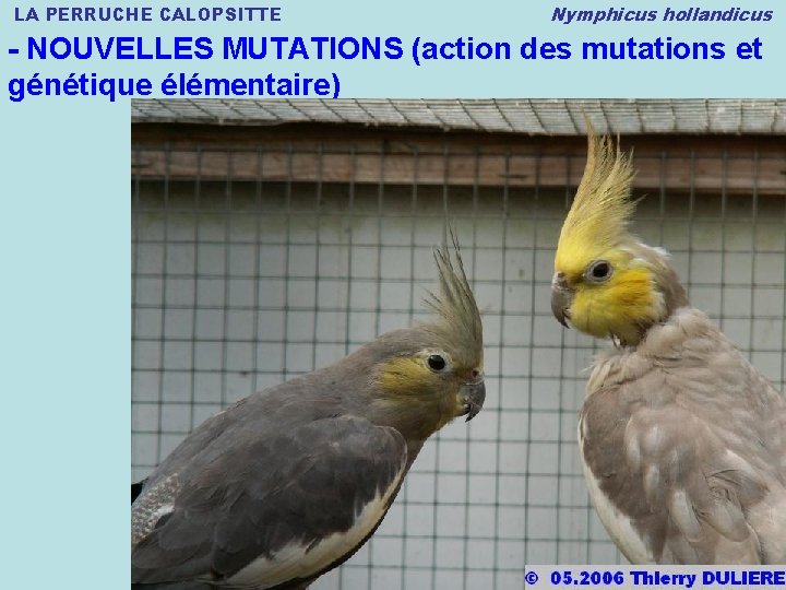 LA PERRUCHE CALOPSITTE Nymphicus hollandicus - NOUVELLES MUTATIONS (action des mutations et génétique élémentaire)