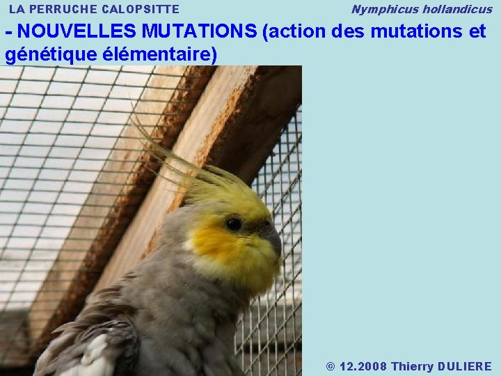 LA PERRUCHE CALOPSITTE Nymphicus hollandicus - NOUVELLES MUTATIONS (action des mutations et génétique élémentaire)
