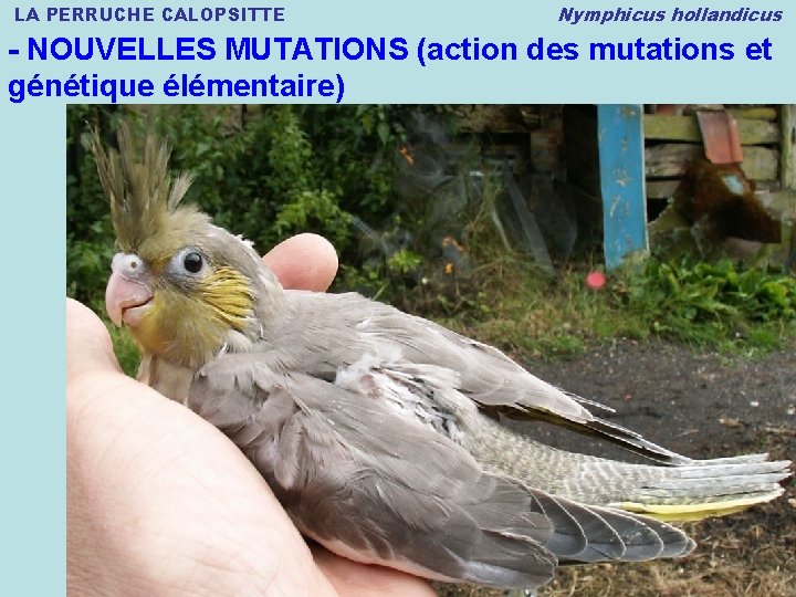 LA PERRUCHE CALOPSITTE Nymphicus hollandicus - NOUVELLES MUTATIONS (action des mutations et génétique élémentaire)