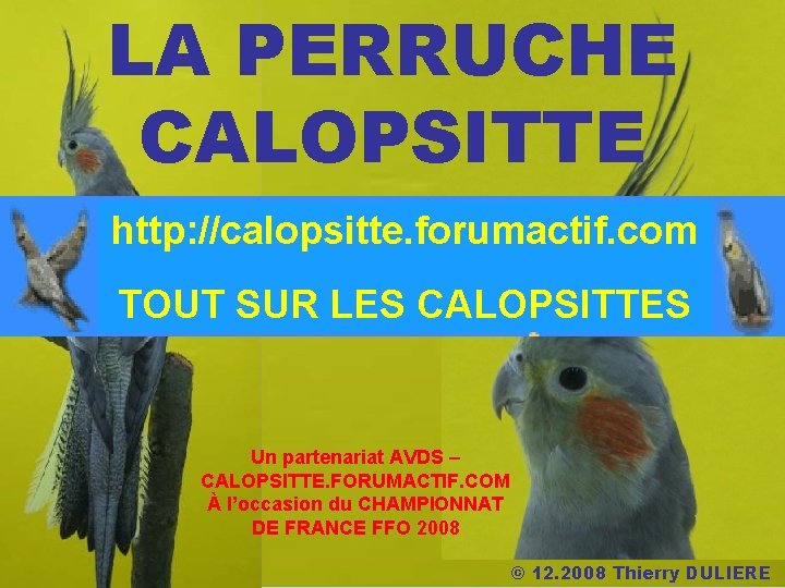 LA PERRUCHE CALOPSITTE http: //calopsitte. forumactif. com TOUT SUR LES CALOPSITTES Un partenariat AVDS