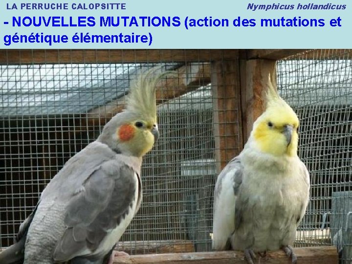 LA PERRUCHE CALOPSITTE Nymphicus hollandicus - NOUVELLES MUTATIONS (action des mutations et génétique élémentaire)