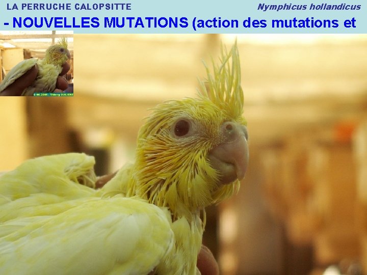 LA PERRUCHE CALOPSITTE Nymphicus hollandicus - NOUVELLES MUTATIONS (action des mutations et génétique élémentaire)