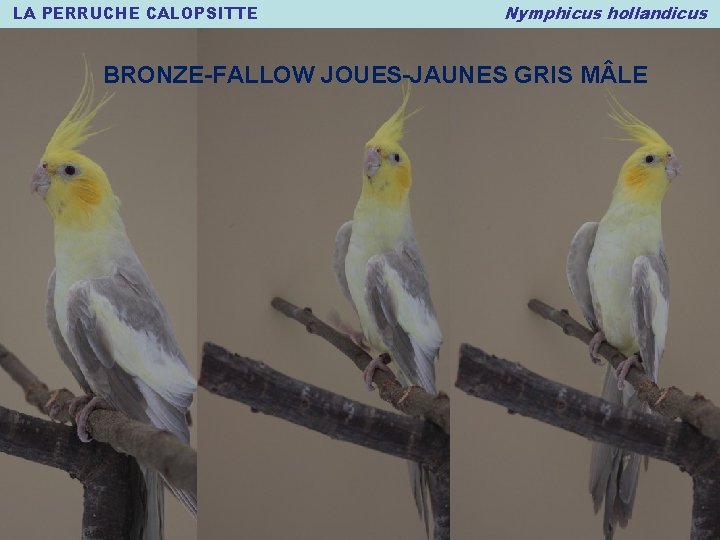 LA PERRUCHE CALOPSITTE Nymphicus hollandicus - NOUVELLES MUTATIONS (action des mutations et BRONZE-FALLOW JOUES-JAUNES