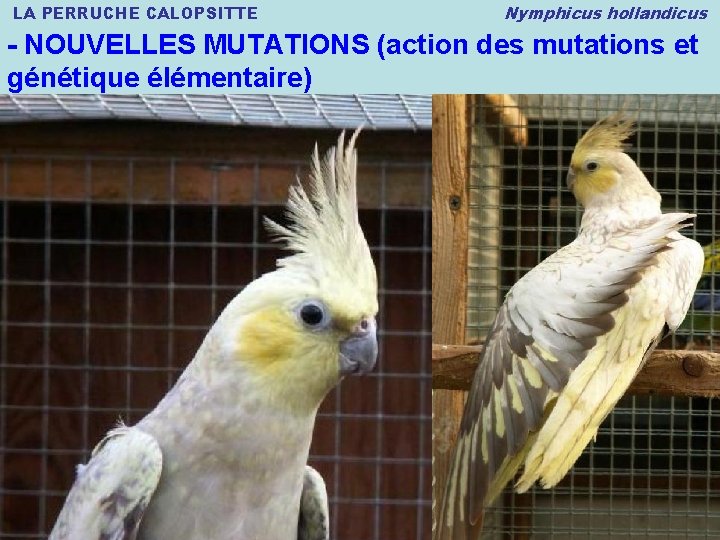 LA PERRUCHE CALOPSITTE Nymphicus hollandicus - NOUVELLES MUTATIONS (action des mutations et génétique élémentaire)