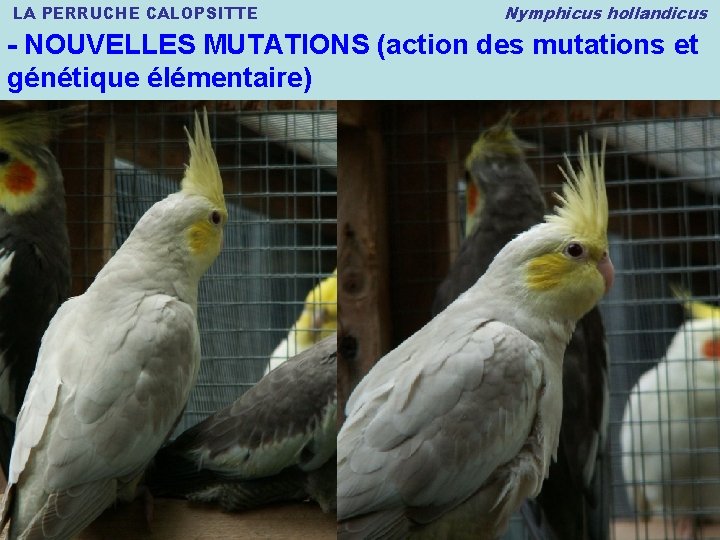 LA PERRUCHE CALOPSITTE Nymphicus hollandicus - NOUVELLES MUTATIONS (action des mutations et génétique élémentaire)